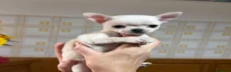 Chihuahua cani in vendita: 3 maschietti chiuhuauha a Provincia di Siena - Annuncio 6