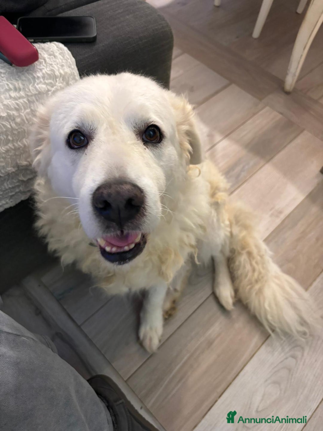 Meticcio cani in regalo: Fiammotta: pastora giovane, bella e fiera - Annuncio 5