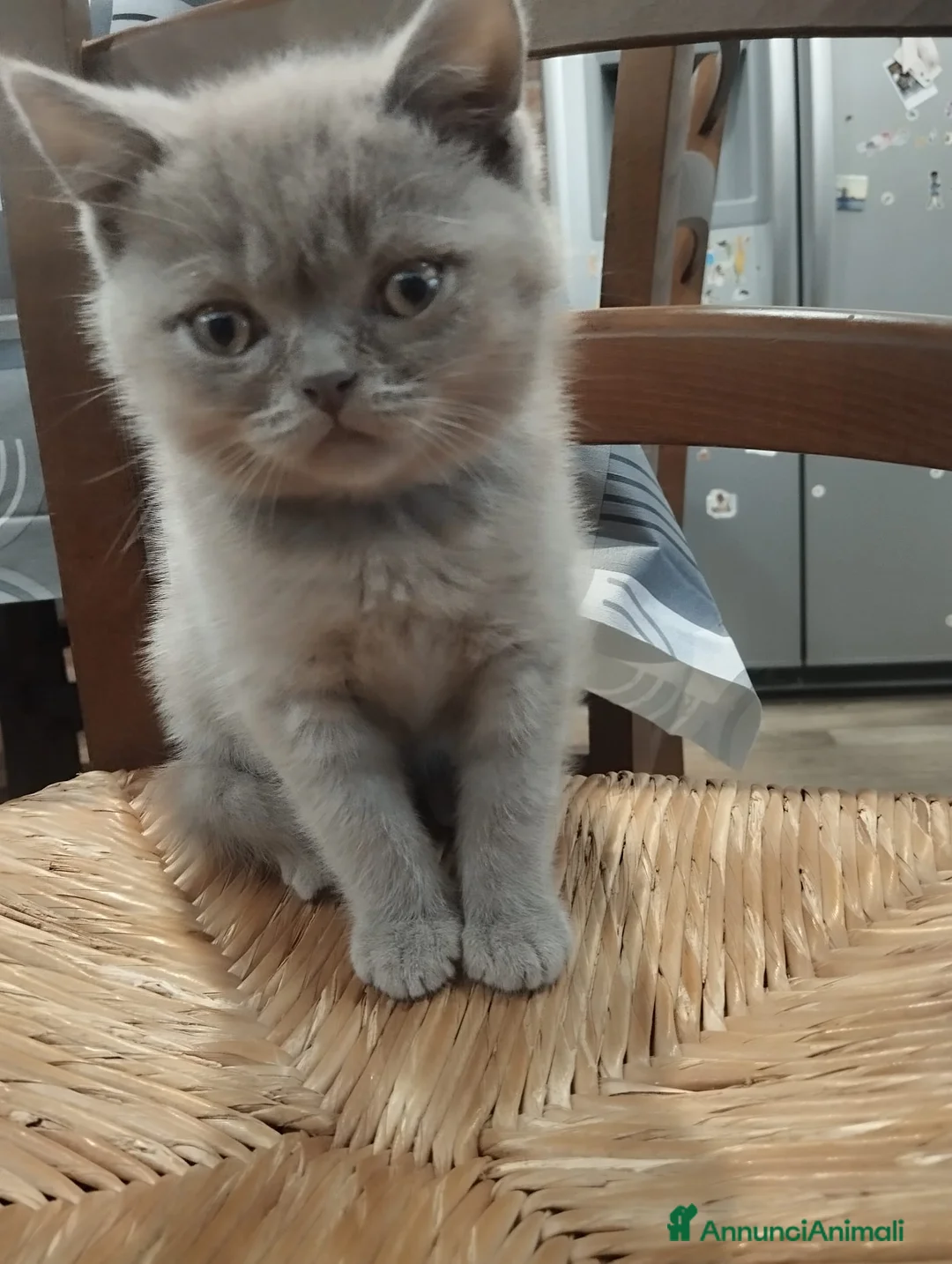 British gatti in vendita: Gattino British  - Annuncio 4