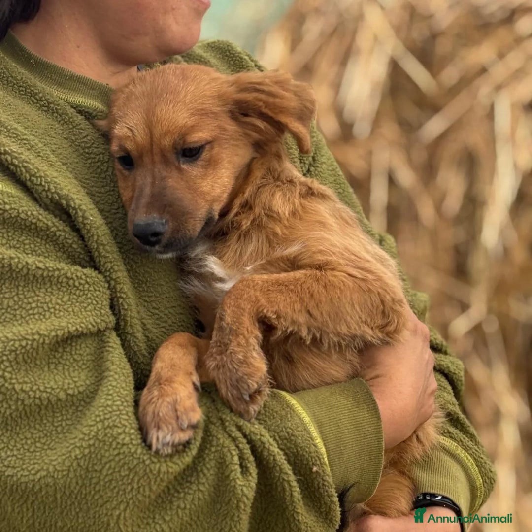 Altre razze cani in regalo: NANCY cucciola 5 mesi taglia piccola in adozione - Annuncio 4