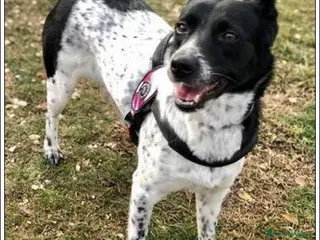 Meticcio cani JOY obbediente e sociovole tg contenuta - Annuncio 5