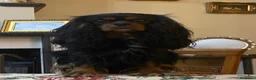 Cavalier King cani in regalo: Cavalier di 4 anni  - Annuncio 2