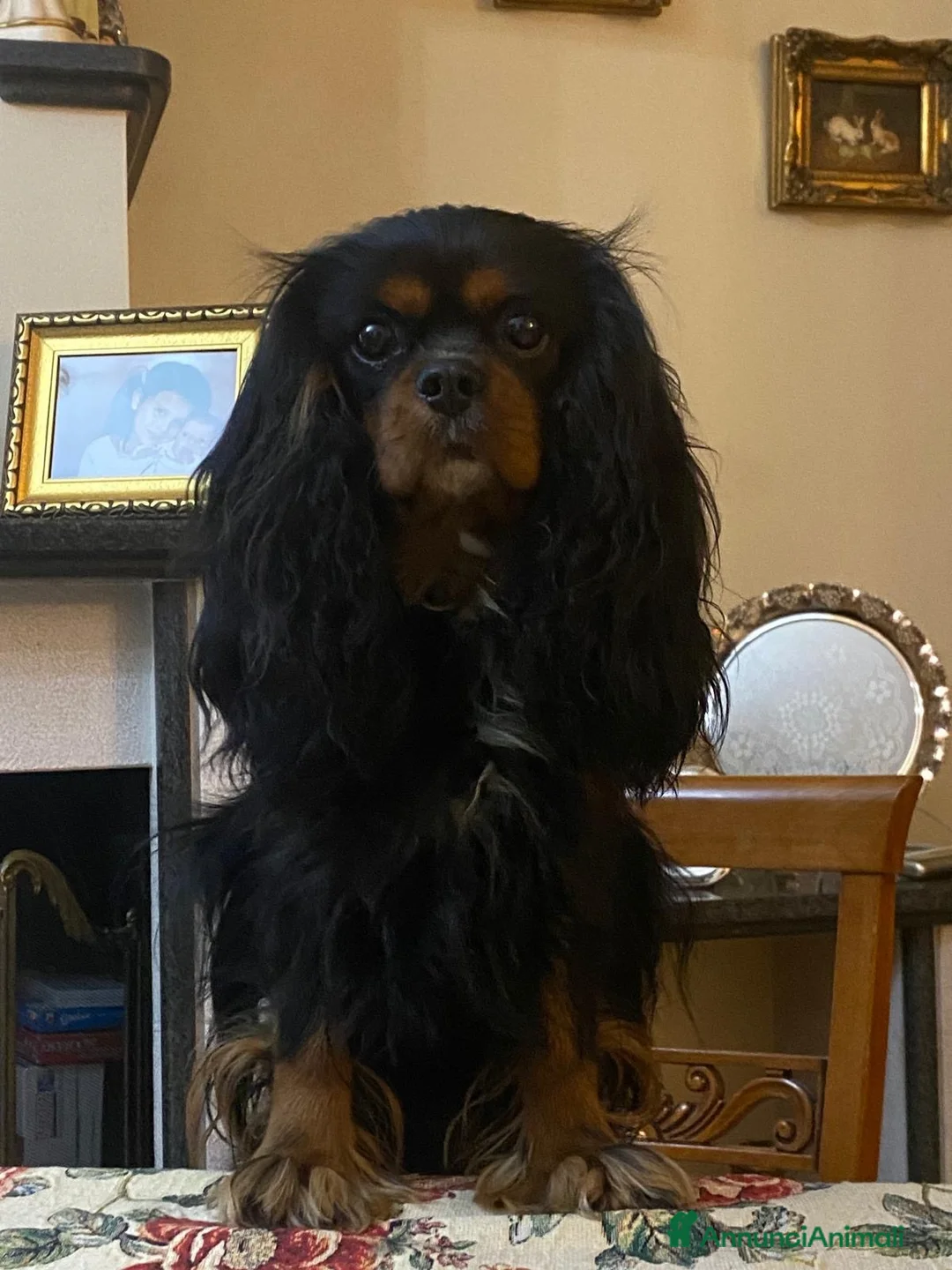 Cavalier King cani in regalo: Cavalier di 4 anni  - Annuncio 2
