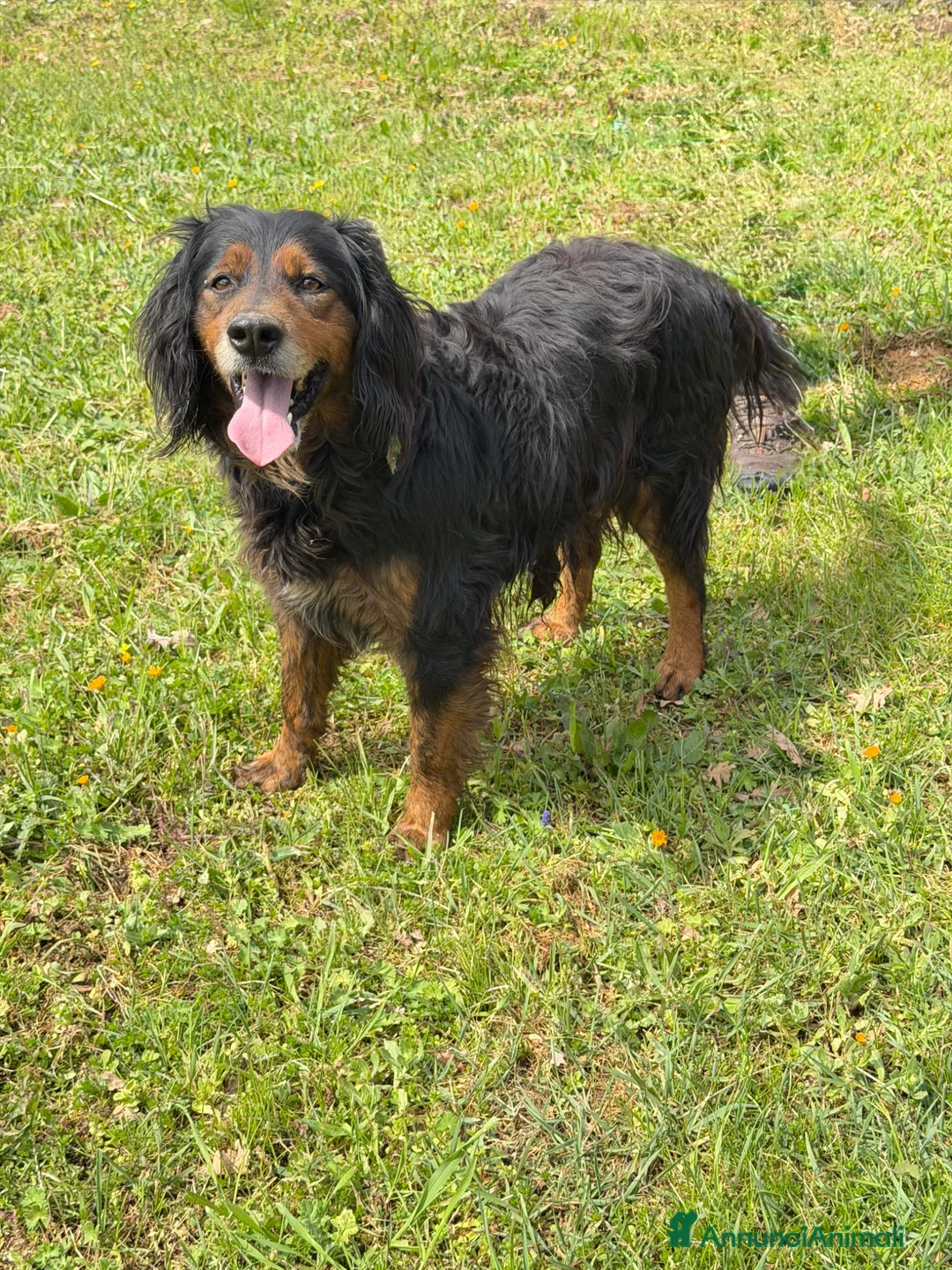 Meticcio cani in regalo: Victor a Provincia di Varese - Annuncio 3