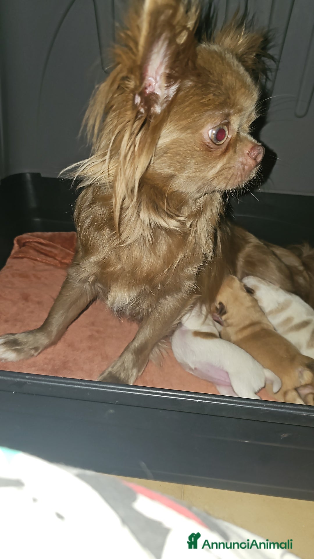 Chihuahua cani in vendita: Chihuahua  a Città metropolitana di Roma Capitale - Immagine 6