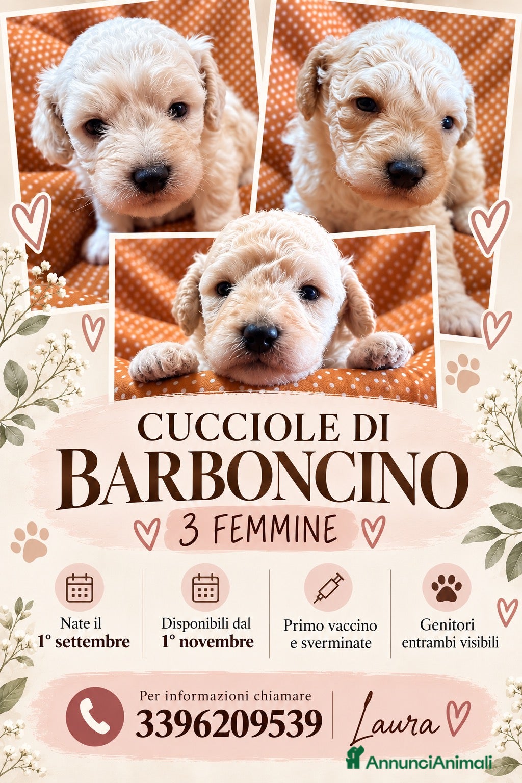 Barboncino cani CUCCIOLE DI BARBONCINO - Annuncio 1