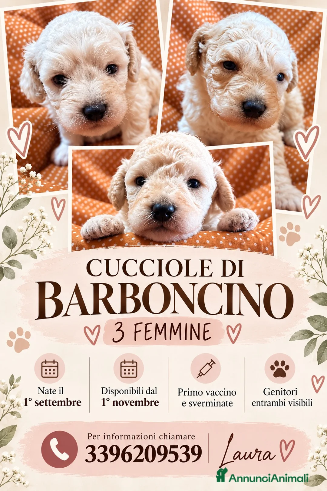 Barboncino cani in vendita: CUCCIOLE DI BARBONCINO a Provincia di Viterbo - Annuncio 1