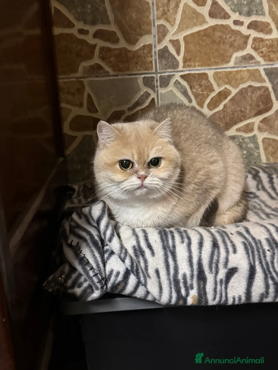 British gatti in vendita: British femmina blu Golden  - Annuncio 1