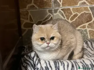 British gatti British femmina blu Golden - Annuncio 3