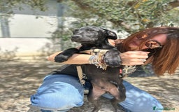 Meticcio cani in regalo: 8 cuccioli da salvare, 4 mesi: Gohan, Goku, ... a Provincia di Bergamo - Immagine 6