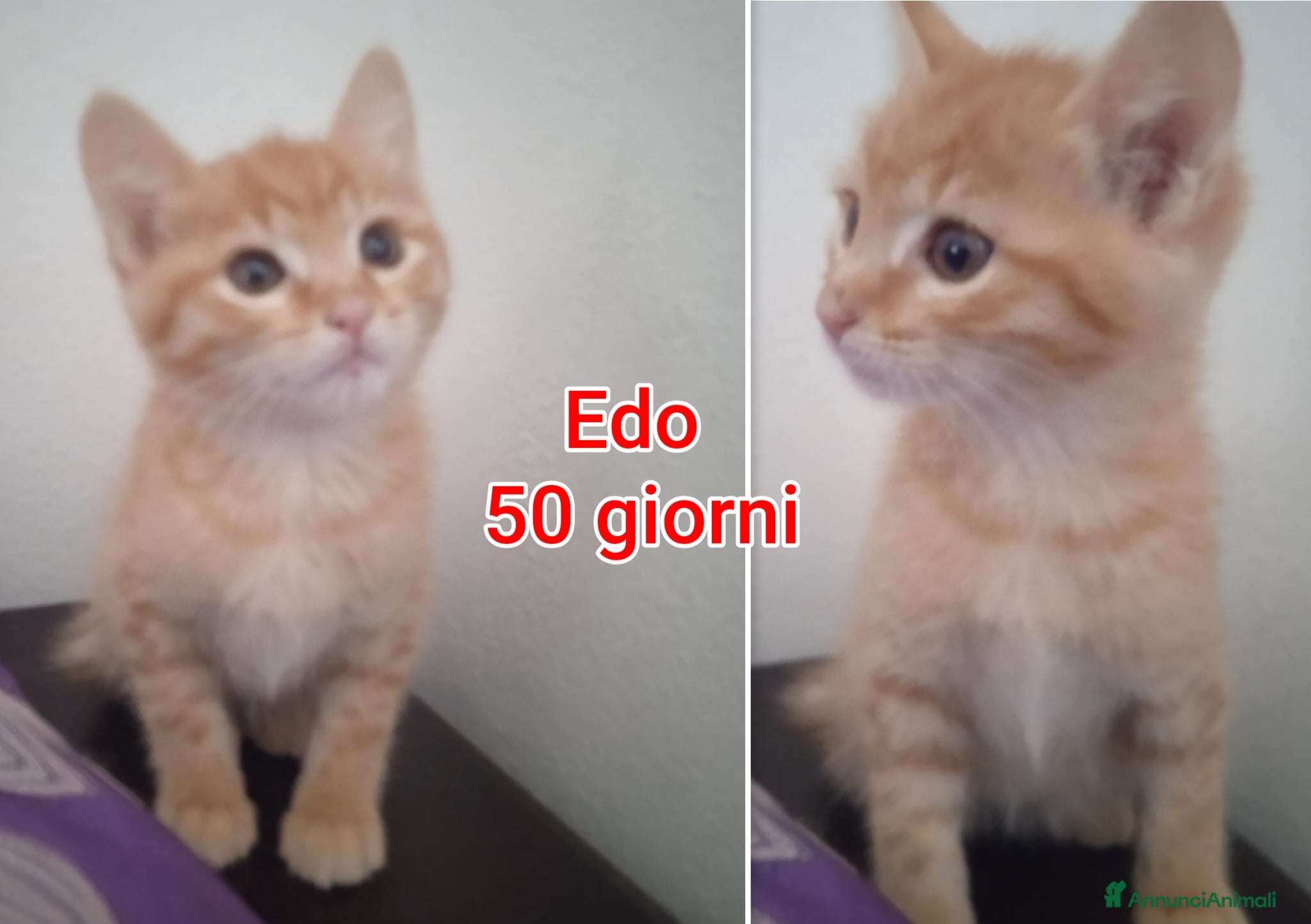 Altre razze gatti Servono adozioni x salvarli - Annuncio 1