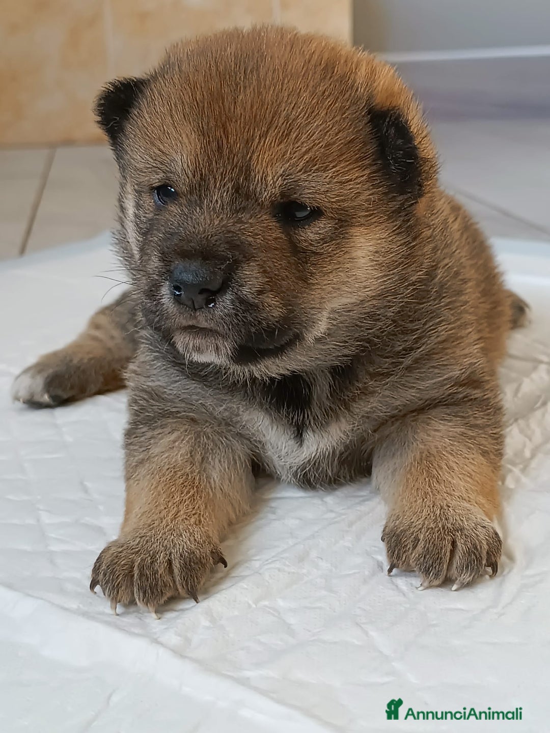 Shiba Inu cani in vendita: Cuccioli di Shiba Inu - Annuncio 6