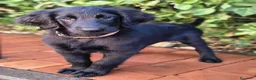Flat Coated cani in vendita: Cuccioli flat coated retriever  - Annuncio 31