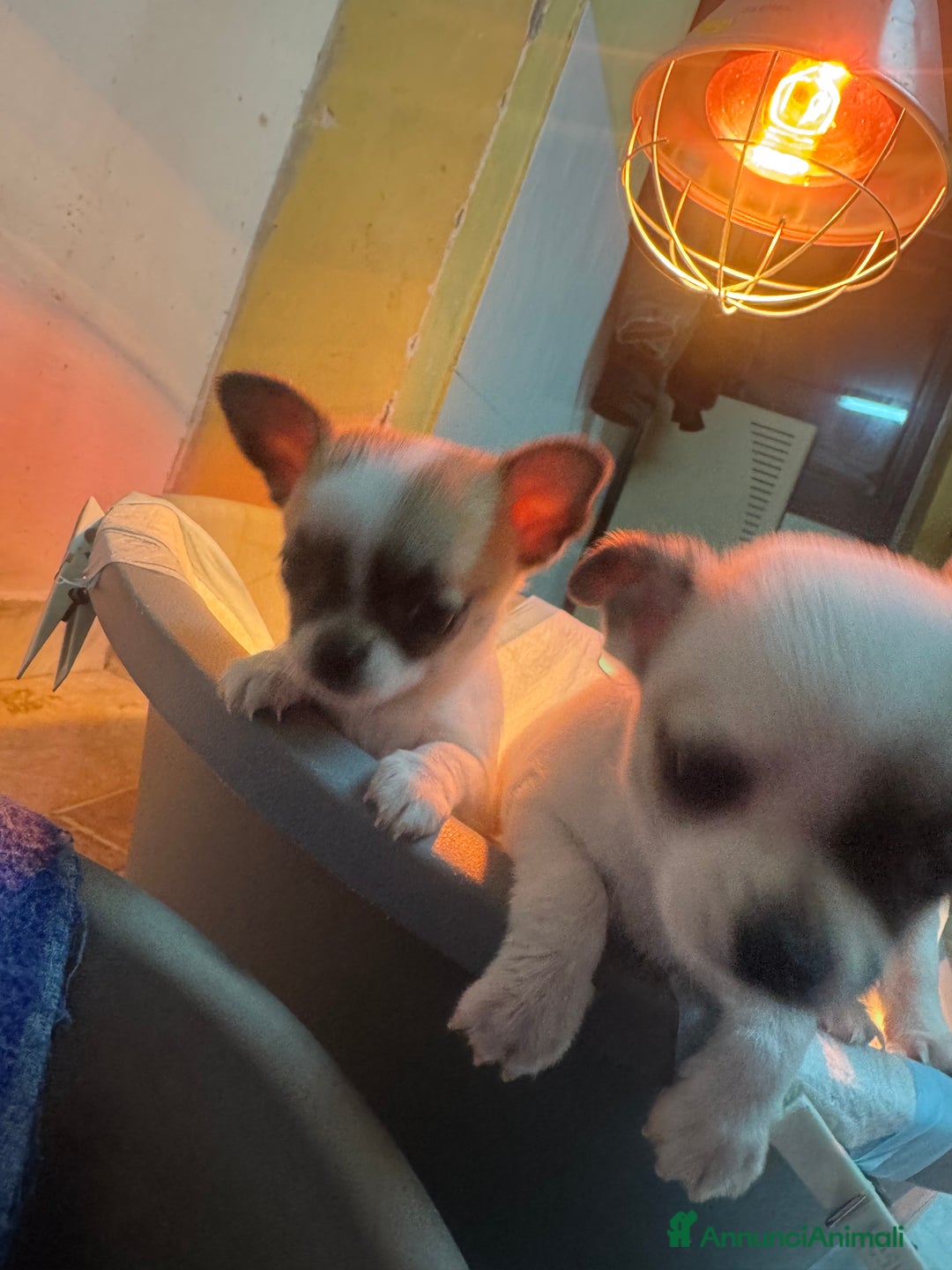 Chihuahua cani in vendita: Cucciole di chihuahua - Annuncio 6