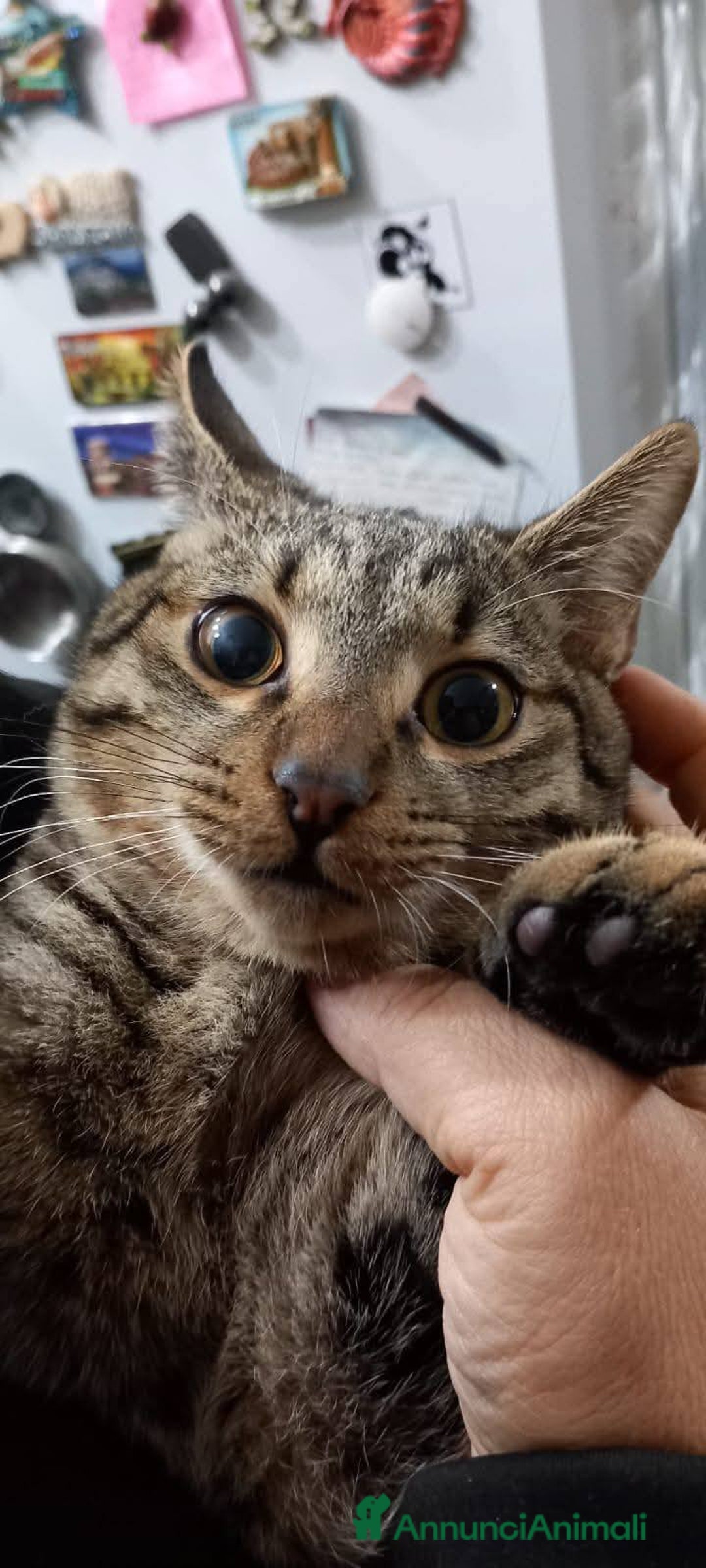 Europeo gatti in regalo: TIGRO, dolce gattino in adozione! - Annuncio 3