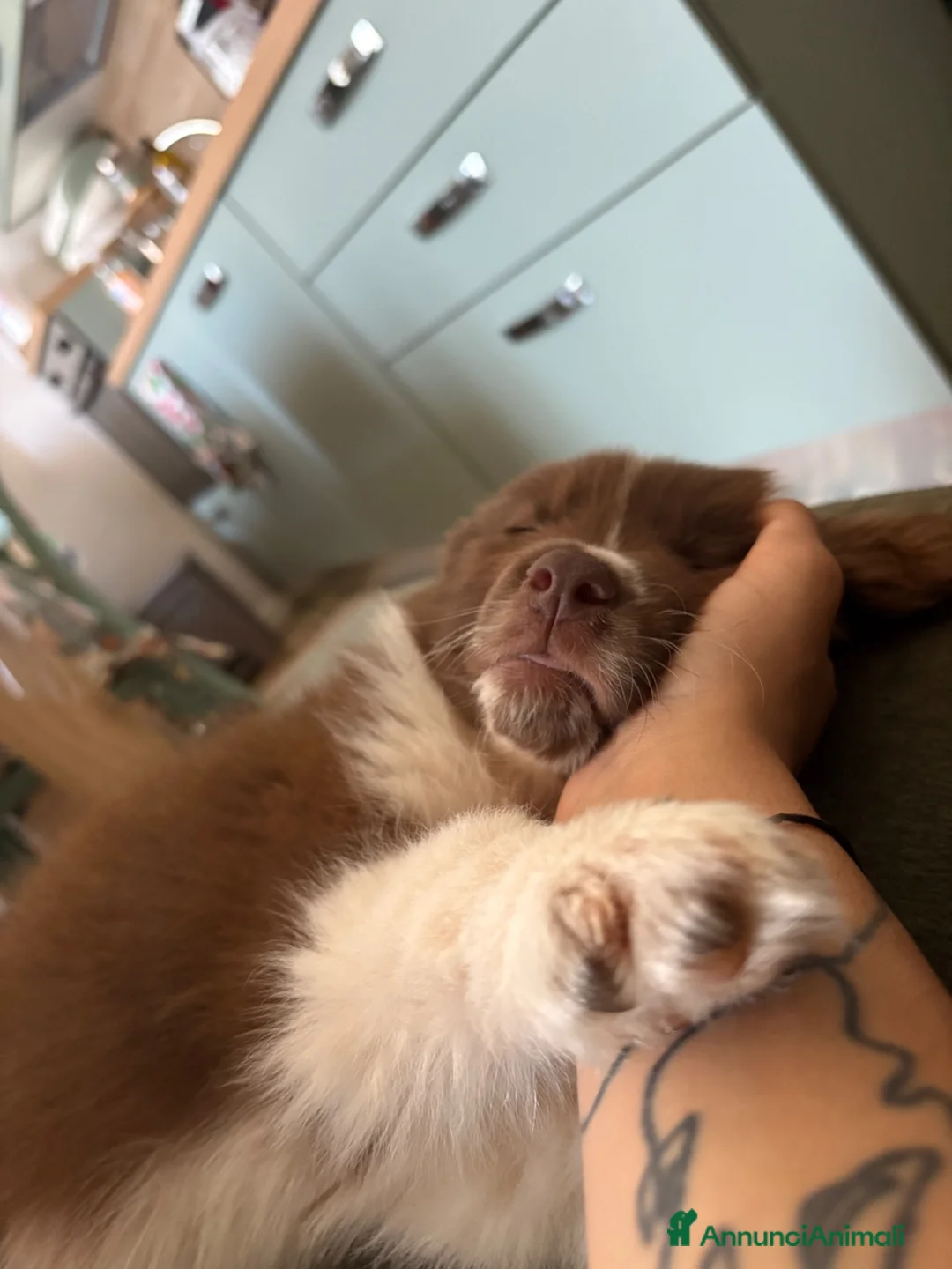 Australian Shepherd cani in vendita: AUSTRALIAN SHEPHERD a Libero consorzio comunale di Trapani - Annuncio 8