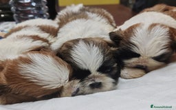 Shih Tzu cani in vendita: Cuccioli di shitzu a Provincia di Cuneo - Immagine 2