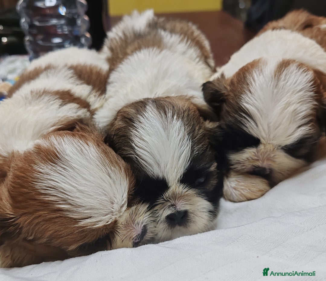 Shih Tzu cani in vendita: Cuccioli di shitzu a Provincia di Cuneo - Immagine 2