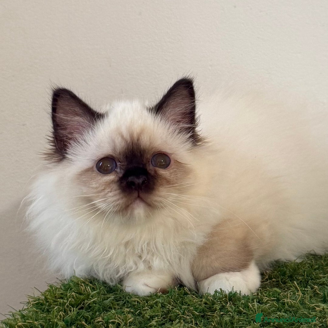 Sacro di Birmania gatti in vendita: Sacro di Birmania - Annuncio 5