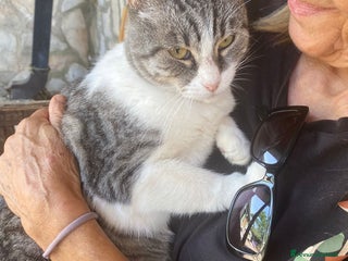 Europeo gatti LICIA, tenera micia in adozione! - Annuncio 33