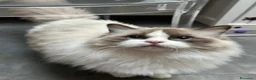 Ragdoll gatti in vendita: Ragdoll cucciolo bicolor Pedigree  - Annuncio 5