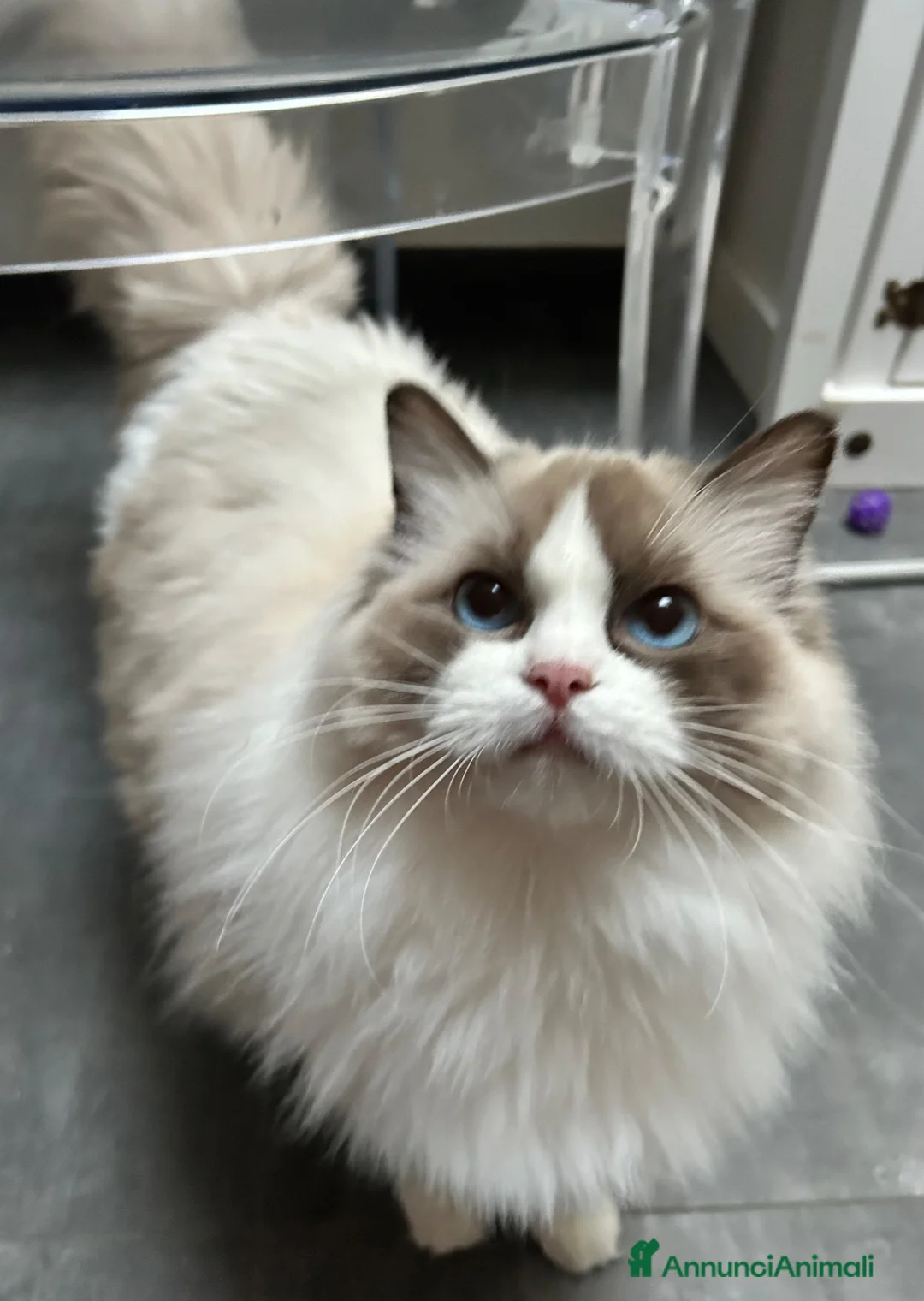 Ragdoll gatti in vendita: Ragdoll cucciolo bicolor Pedigree  - Annuncio 5