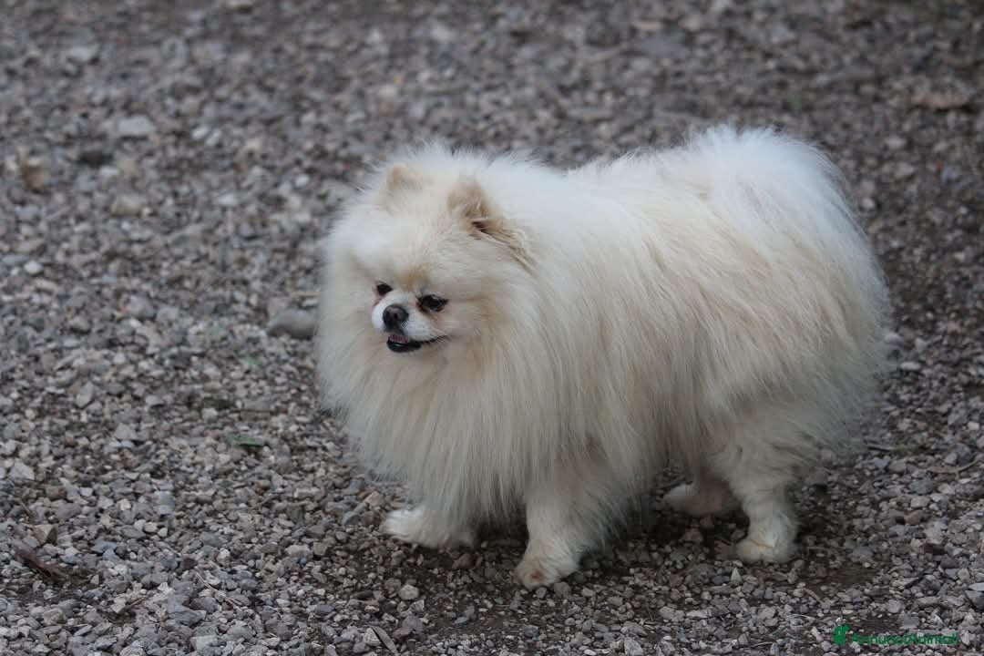 Spitz cani in vendita: Cucciola di Spitz tedesco piccolo  - Annuncio 4