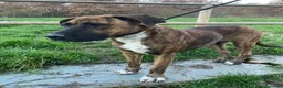 Meticcio cani in regalo: MORGANA superaffettuosa! - Annuncio 8