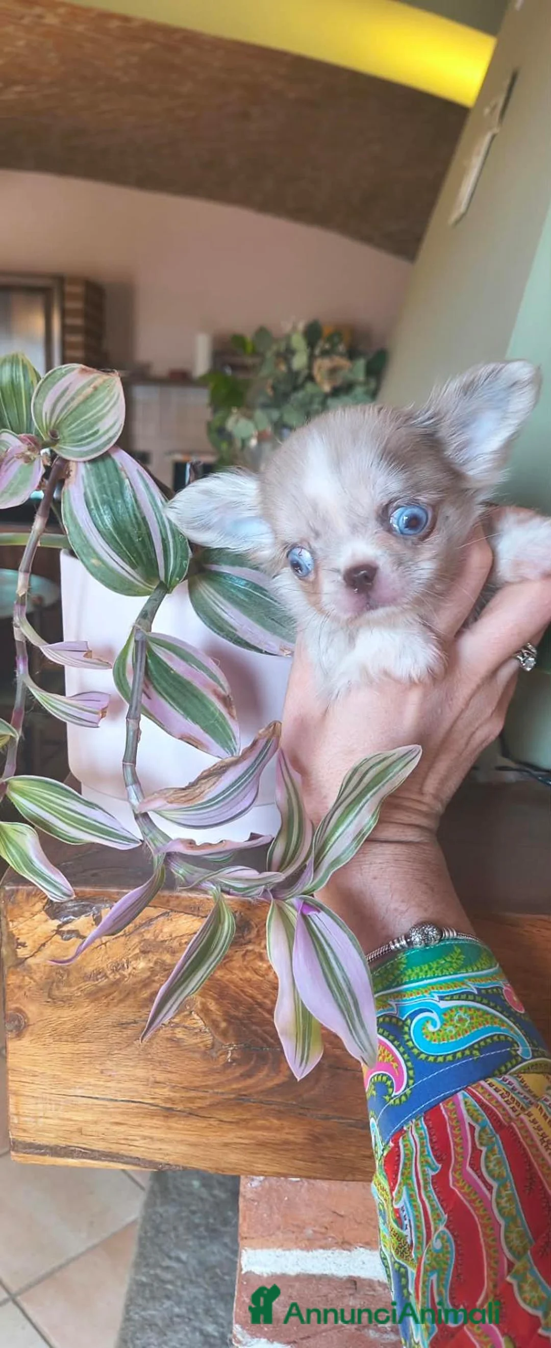 Chihuahua cani in vendita: CHIHUAHUA MASCHIO PELO LUNGO - Annuncio 2