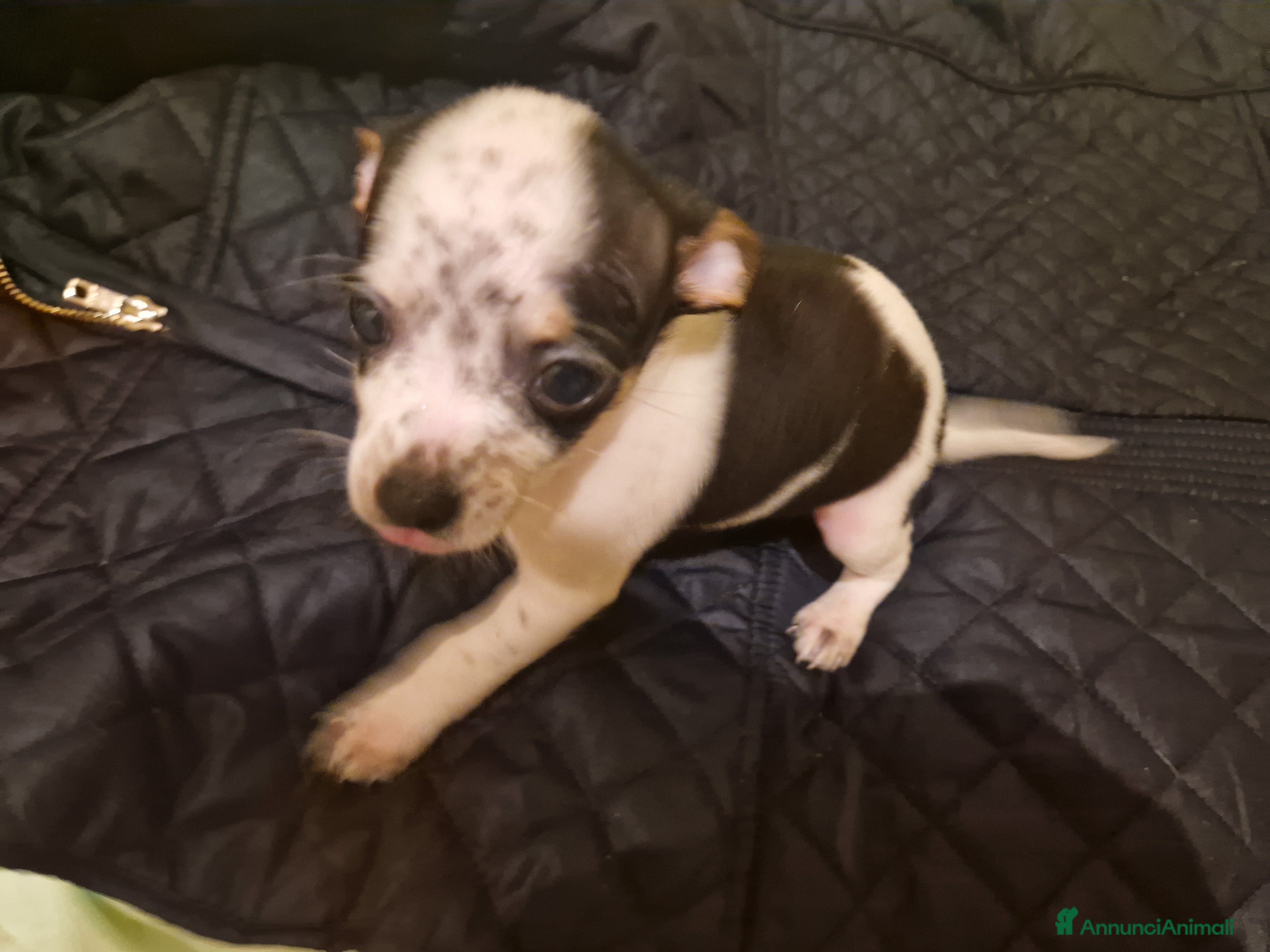 Chihuahua cani Chihuahua Femmina - Annuncio 1