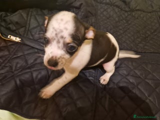 Chihuahua cani Chihuahua Femmina - Annuncio 1