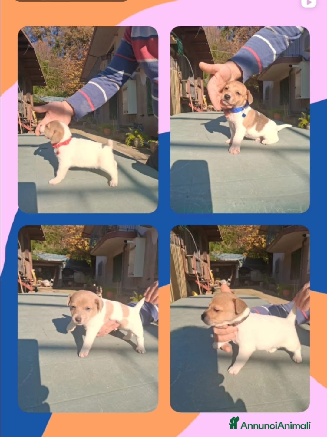 Jack Russell cani Cucciolata di Jack Russell Terrier - Annuncio 1