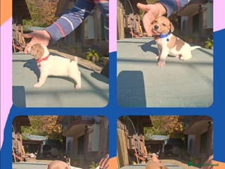 Jack Russell cani Cucciolata di Jack Russell Terrier - Annuncio 9