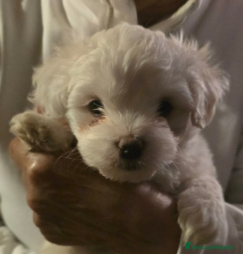 Maltese cani Maltese Maschietto - Annuncio 7