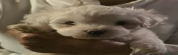 Maltese cani in vendita: Maltese Maschietto - Annuncio 1