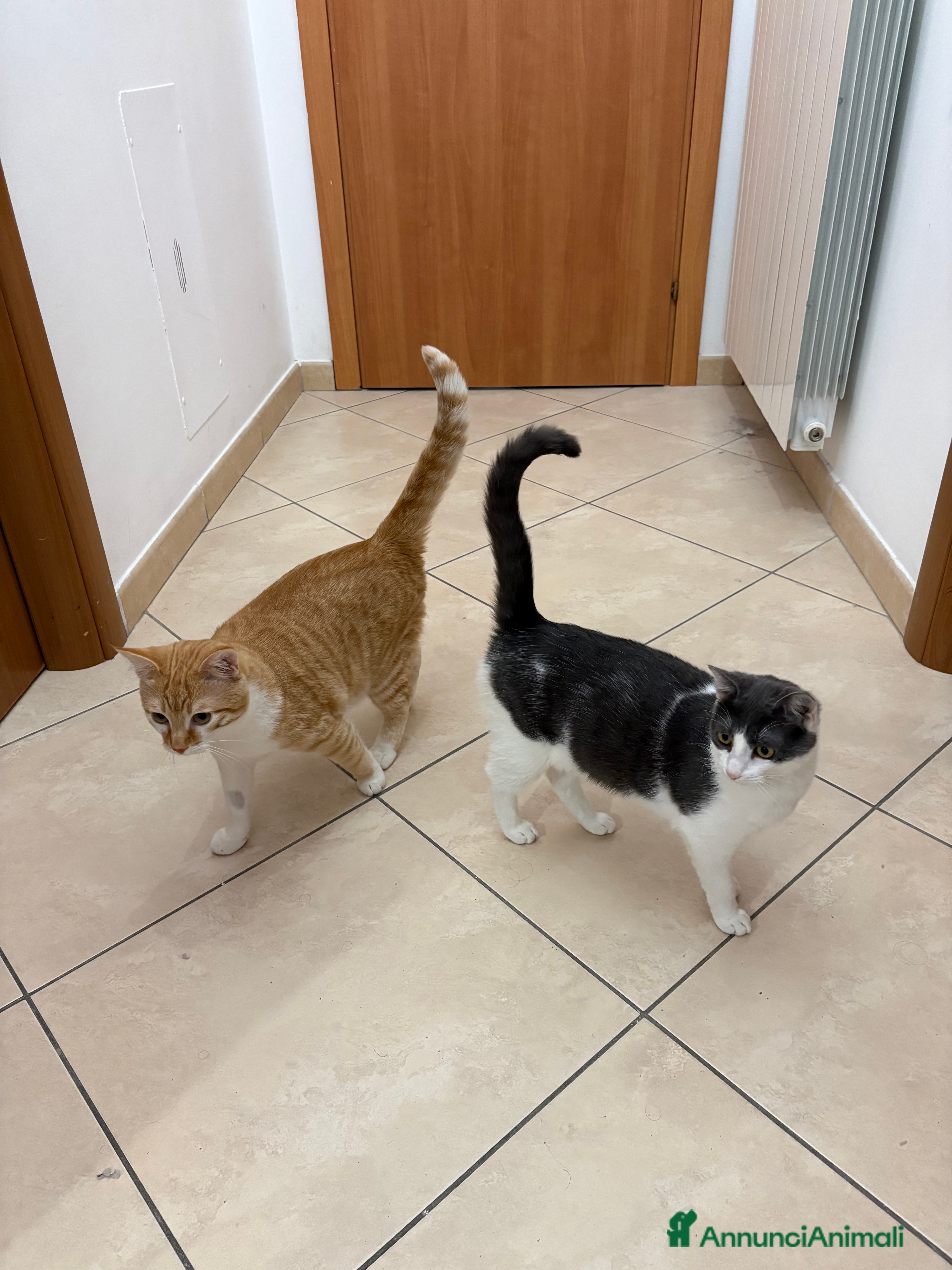 Europeo gatti Casa per questa coppia affiatata! Regalo! - Annuncio 2