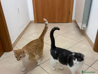 Europeo gatti Casa per questa coppia affiatata! Regalo! - Annuncio 2