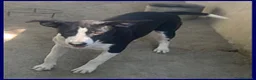 Meticcio cani in regalo: KLIZIA allegra e simpaticissima - Annuncio 4
