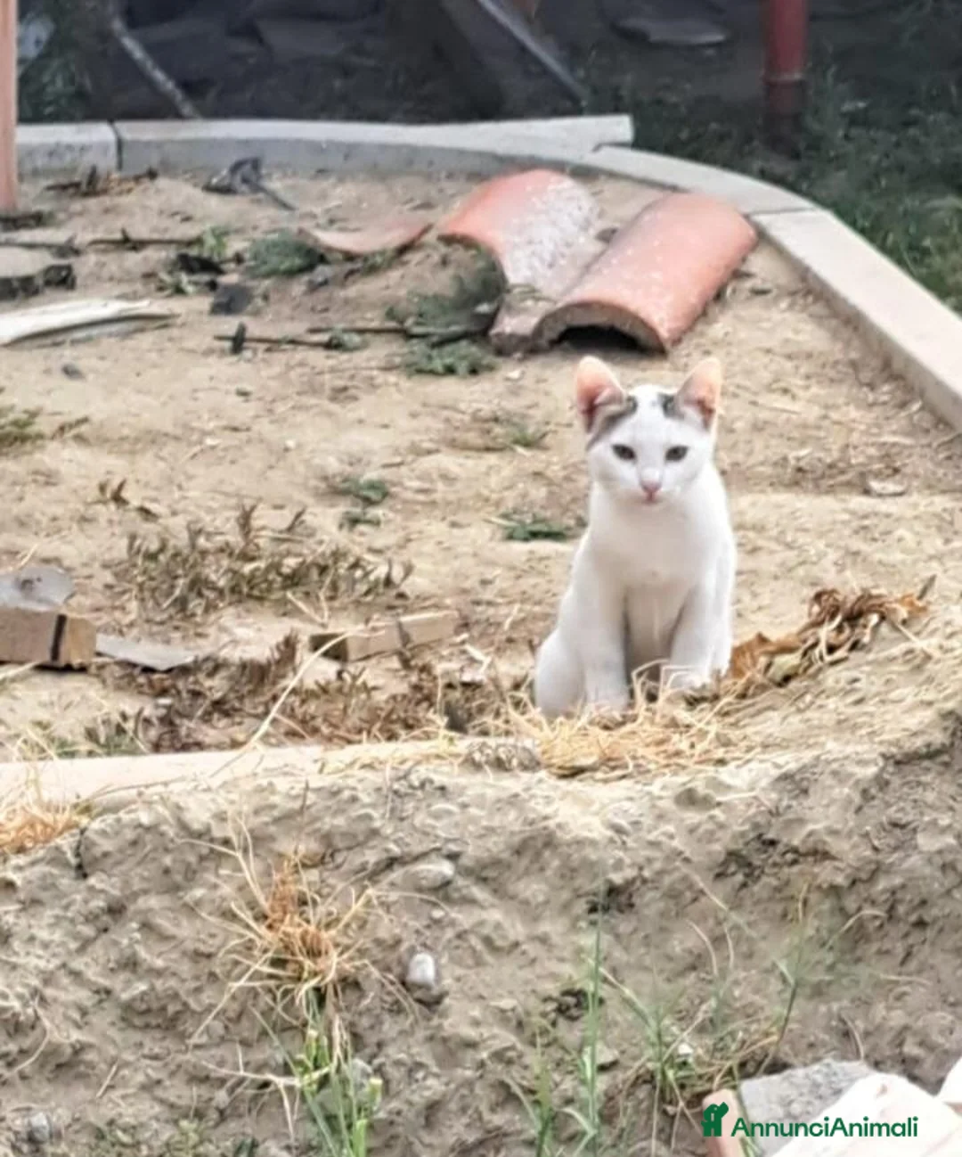 Meticcio gatti in regalo: 3mici 3/4mesi e giovane mamma VOGHERA PV - Annuncio 2