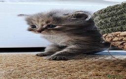 Siberiano gatti in vendita: Cuccioli gatto Siberiano ipoallergenico - Immagine 5