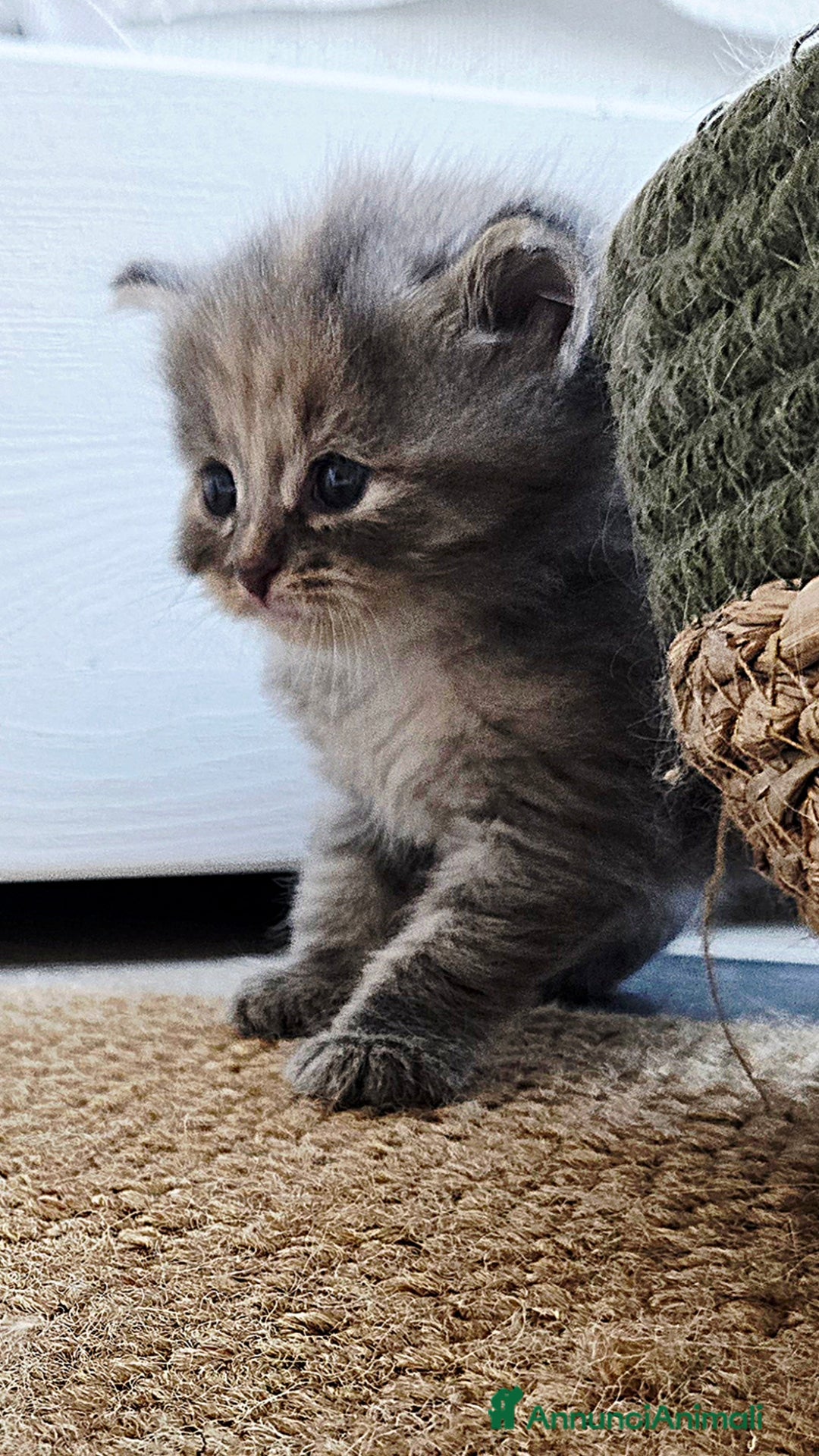 Siberiano gatti in vendita: Cuccioli gatto Siberiano ipoallergenico - Immagine 5