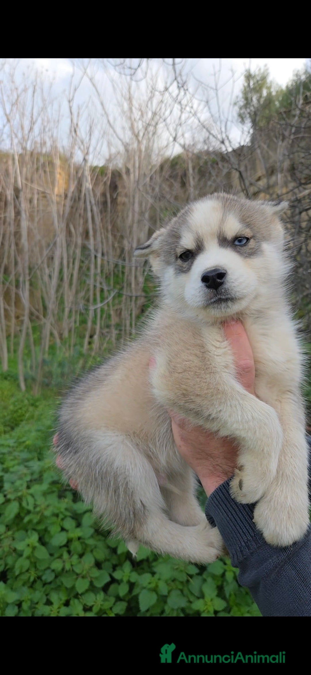 Husky cani in vendita: Cucciolo Siberian Husky  - Annuncio 2