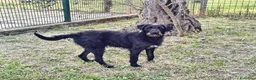 Meticcio cani in regalo: Jerry, bellissimo spinone in adozione - Annuncio 4