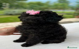 Barboncino Toy cani in vendita: Barboncina Nera Toy Pedigree Enci  - Annuncio 2