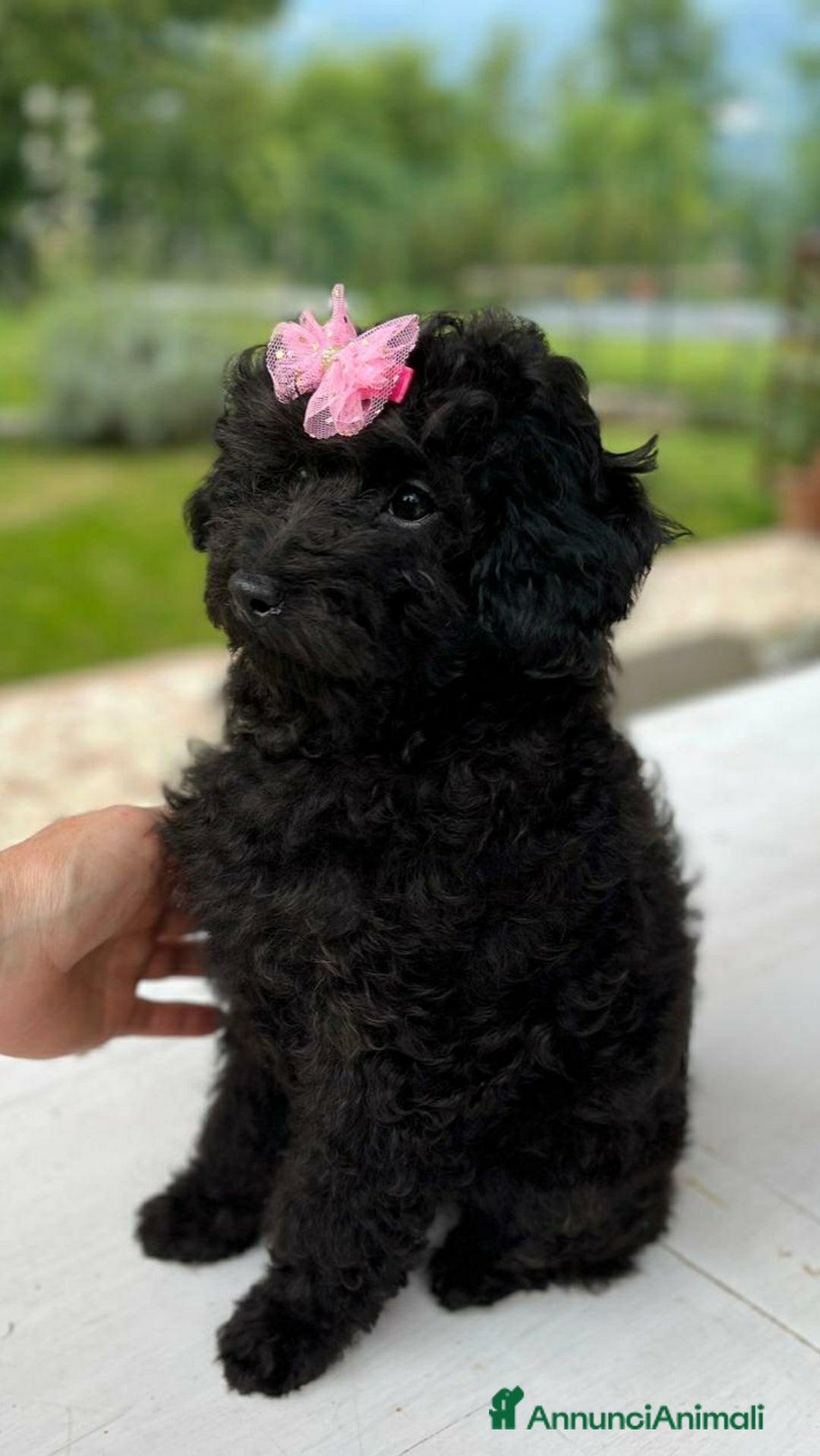 Barboncino Toy cani in vendita: Barboncina Nera Toy Pedigree Enci  - Annuncio 2