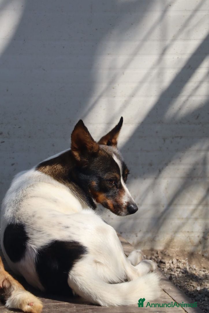 Meticcio cani Bonnie: adozione del cuore  - Annuncio 27