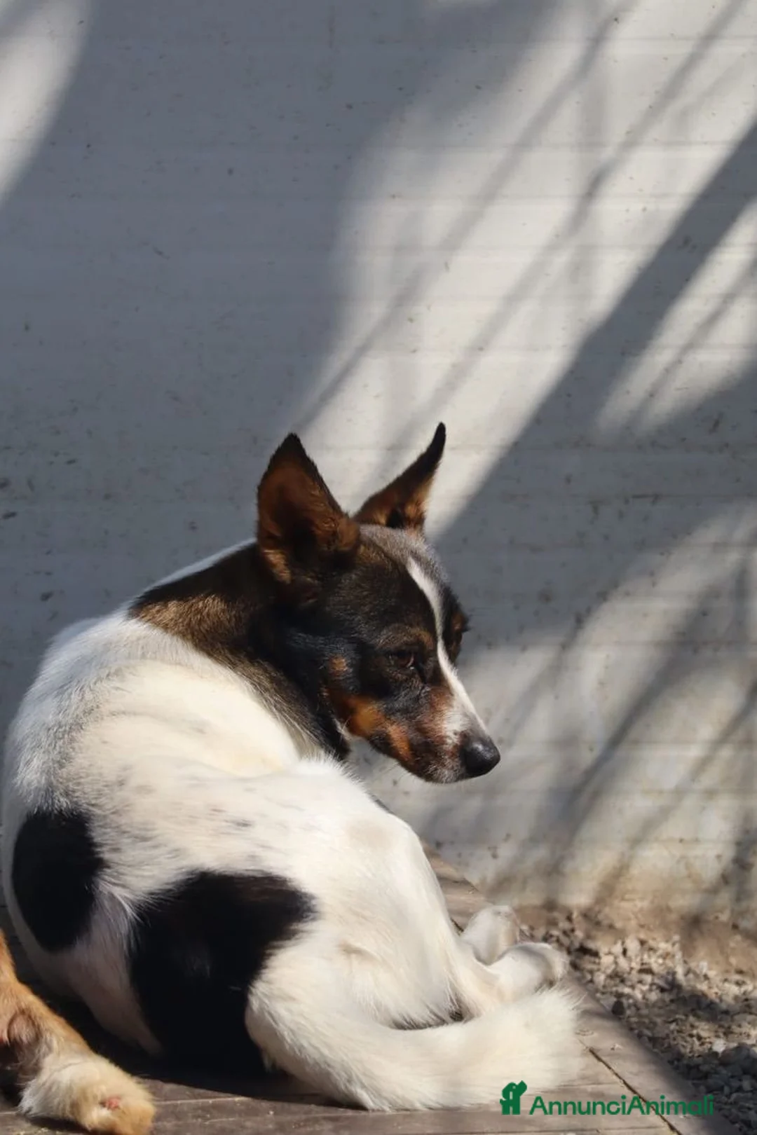 Meticcio cani in regalo: Bonnie: adozione del cuore  - Annuncio 1