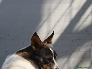 Meticcio cani Bonnie: adozione del cuore - Annuncio 27