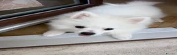 Volpino Pomerania cani in vendita: Ares volpino a Provincia di Como - Annuncio 2