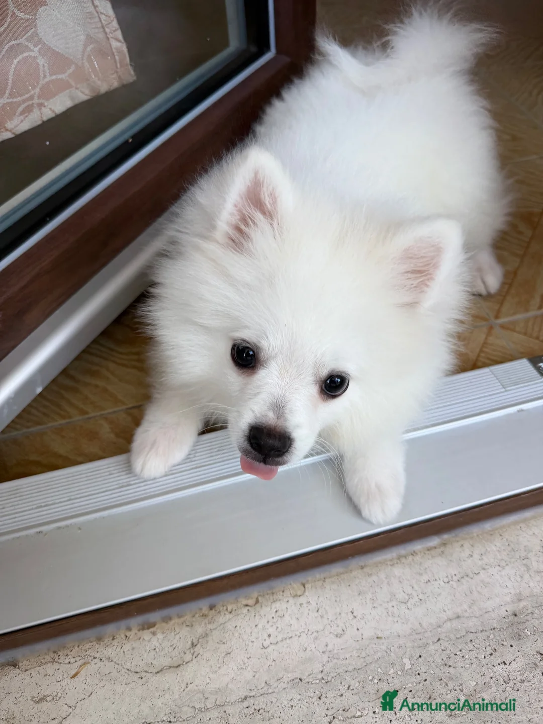 Volpino Pomerania cani in vendita: Ares volpino a Provincia di Como - Annuncio 2